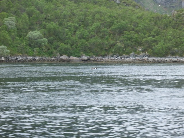 Hurtigruten_2015-06-25_16-29
